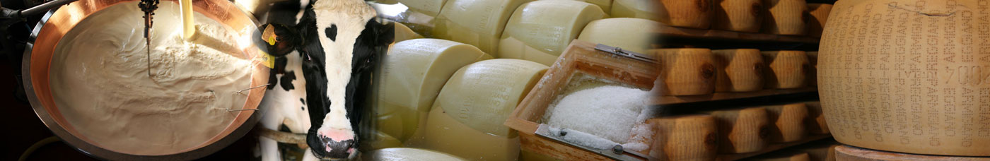 parmigiano